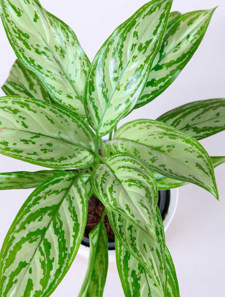 Aglaonema - La Plantisserie