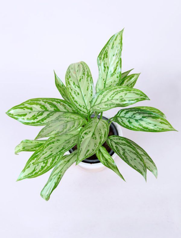 Aglaonema