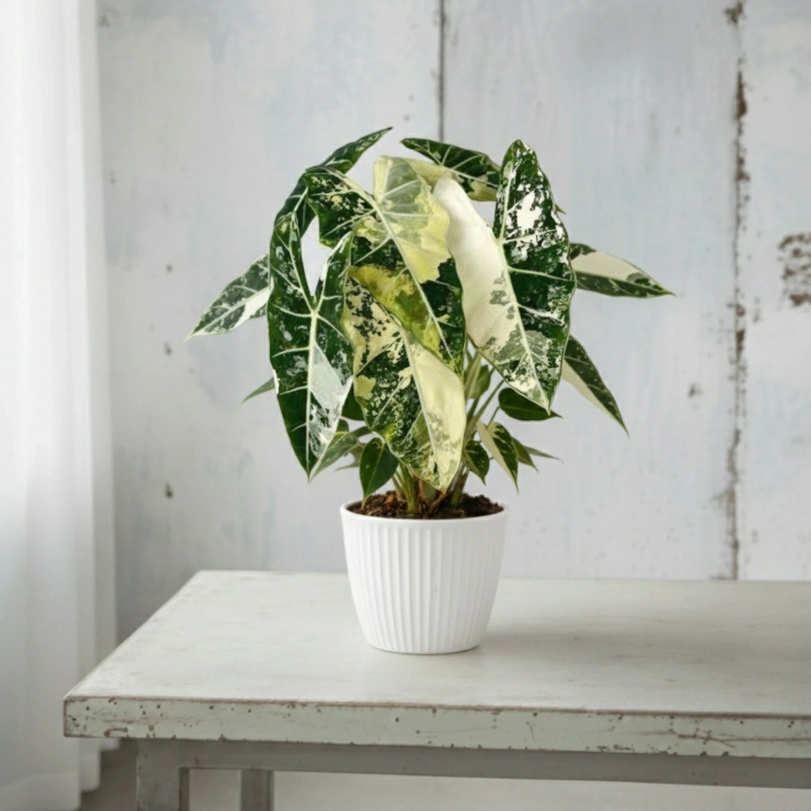 Alocasia frydek variegata