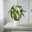 Alocasia frydek variegata - La Plantisserie