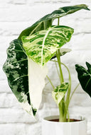 Alocasia frydek variegata - La Plantisserie