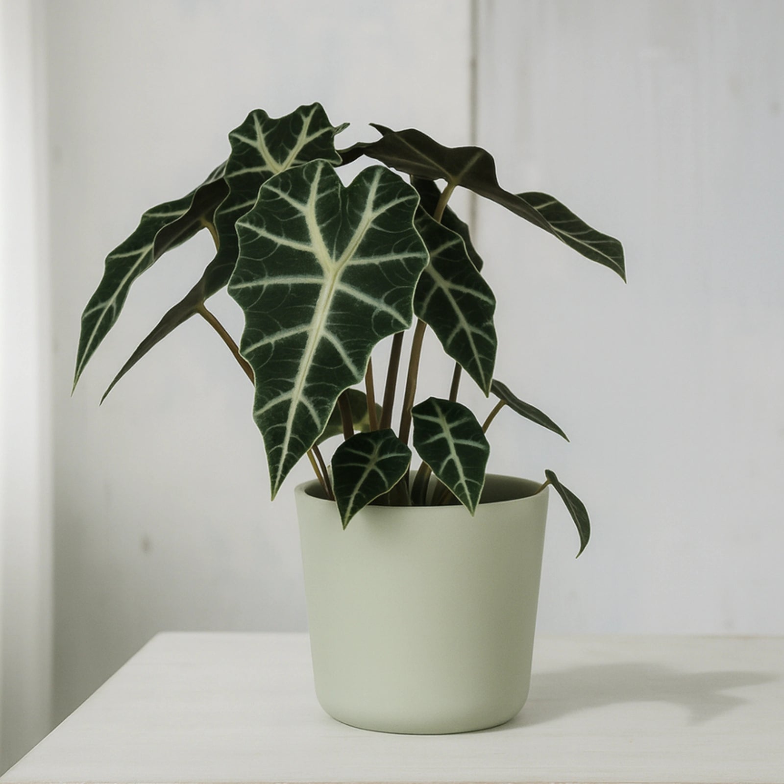 Alocasia Polly