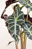 Alocasia Polly - La Plantisserie