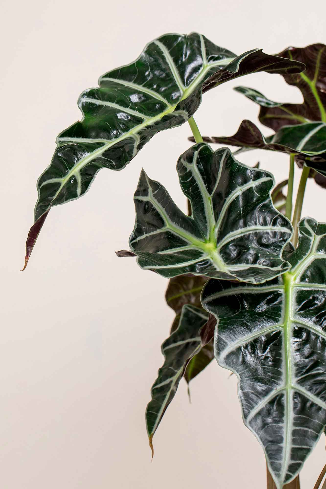Alocasia Polly