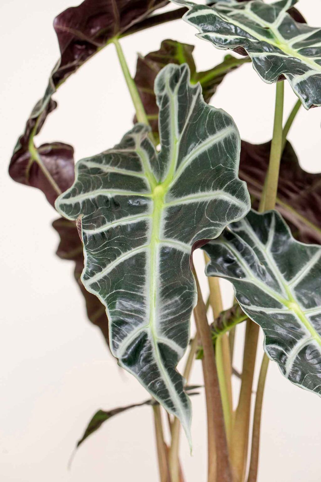 Alocasia Polly