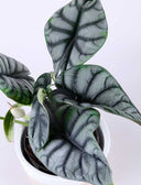 Alocasia Silver Dragon