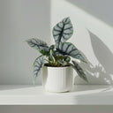 Alocasia Silver Dragon