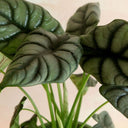 Alocasia Silver Dragon - La Plantisserie