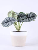 Alocasia Silver Dragon - La Plantisserie