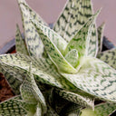 Aloe Vera Copo de Nieve
