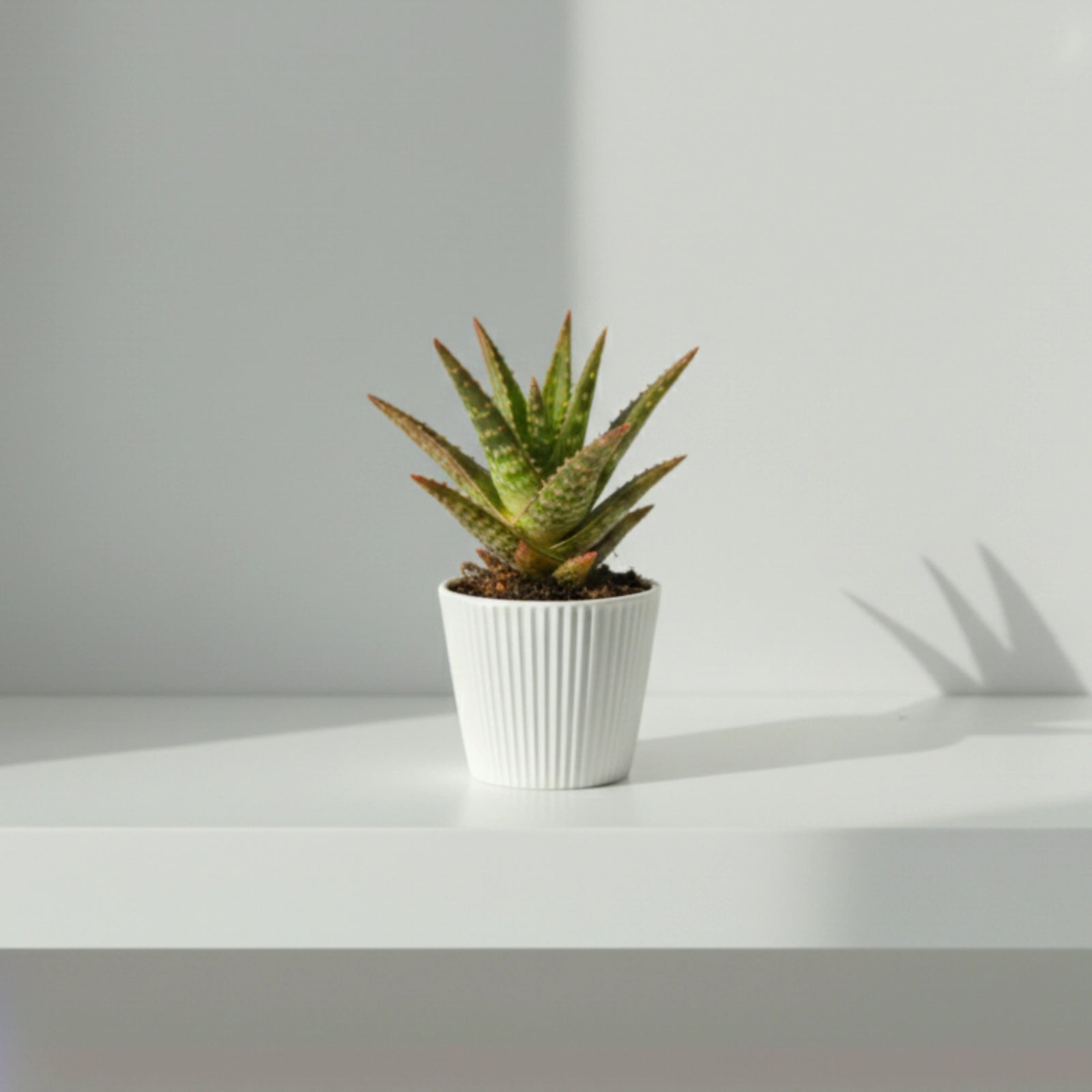 Aloe Godzilla o Aloe Vera Dannyz