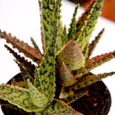 Aloe Godzilla o Aloe Vera Dannyz