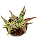Aloe Godzilla o Aloe Vera Dannyz