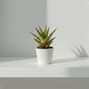 Aloe Godzilla o Aloe Vera Dannyz - La Plantisserie