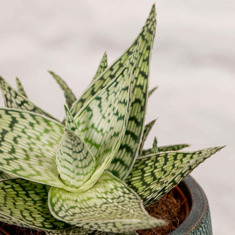 Aloe Vera Copo de Nieve - La Plantisserie