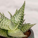 Aloe Vera Copo de Nieve - La Plantisserie