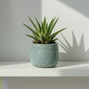 Aloe Vera Copo de Nieve