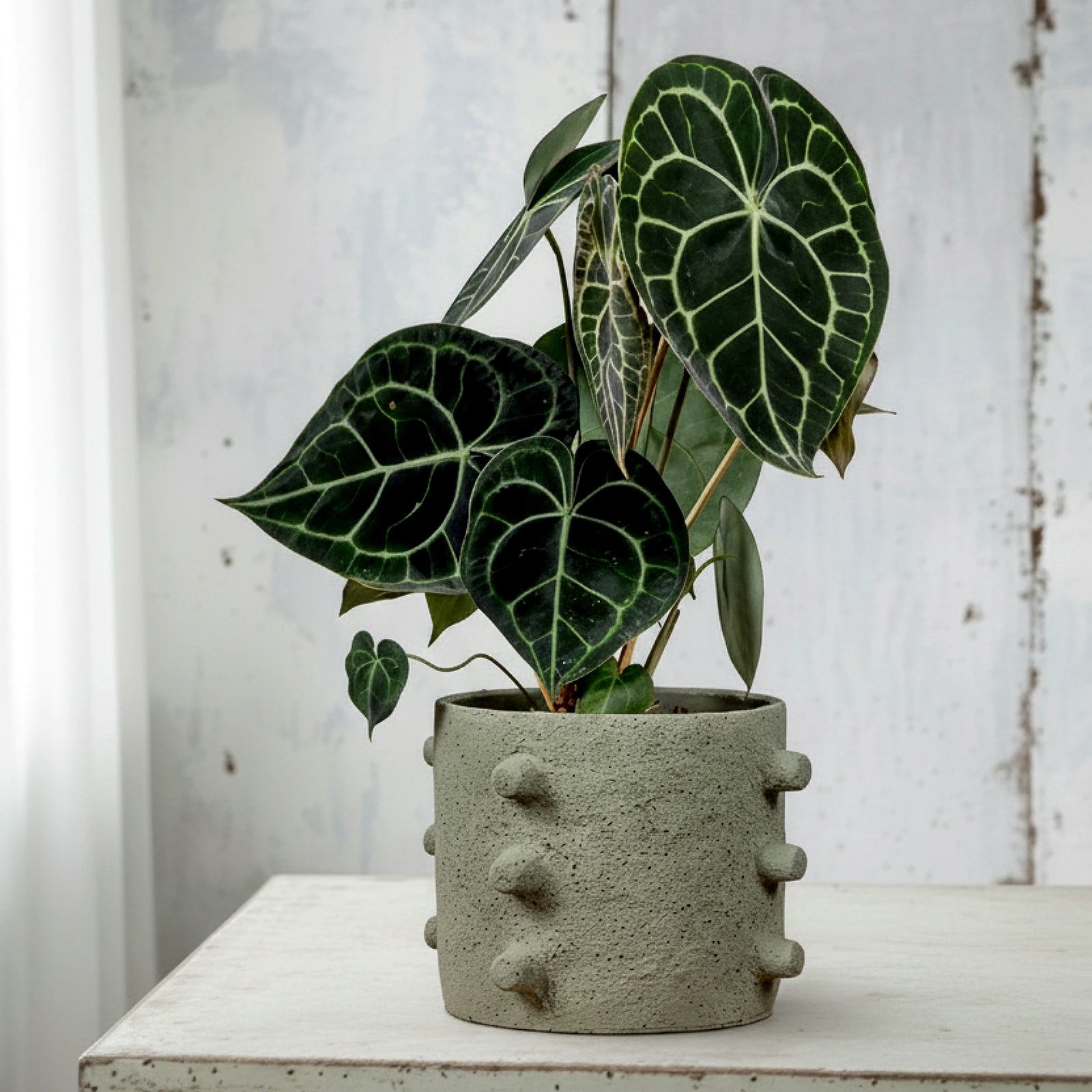 Anthurium Clarinervium