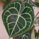 Anthurium Clarinervium