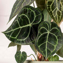 Anthurium Clarinervium