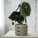 Anthurium Clarinervium - La Plantisserie