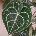 Anthurium Clarinervium - La Plantisserie