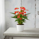 Anthurium Rojo