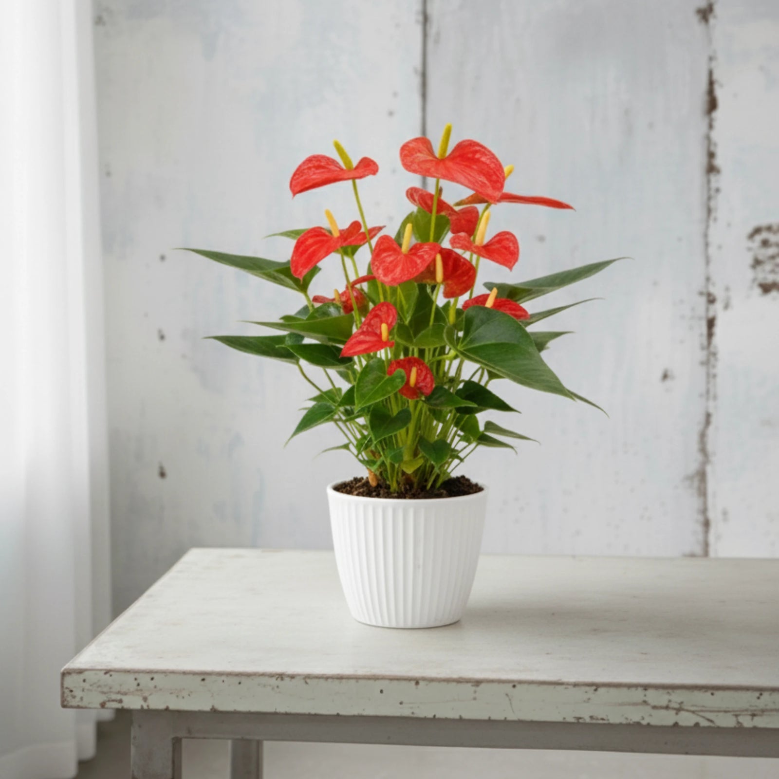 Anthurium Rojo