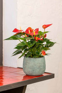 Anthurium Rojo