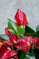 Anthurium Rojo - La Plantisserie