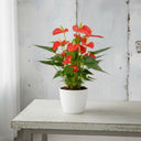 Anthurium rojo, con espatas rojas brillantes y hojas verdes acorazonadas · La Plantisserie