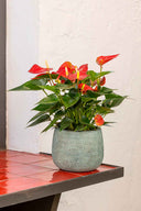 Anthurium Rojo - La Plantisserie