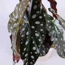 Begonia Maculata - La Plantisserie