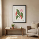 Begonia Maculata | Ilustration - La Plantisserie