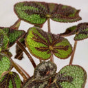 Begonia Masoniana - La Plantisserie