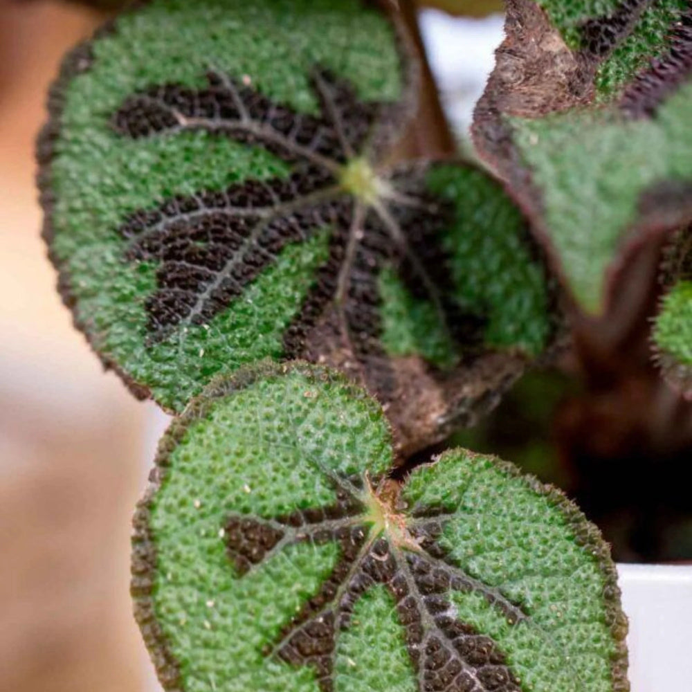Begonia Masoniana - La Plantisserie