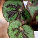 Begonia Masoniana - La Plantisserie