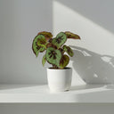 Begonia Masoniana - La Plantisserie