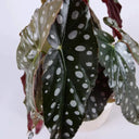 Begonia Maculata