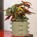 Begonia Maculata