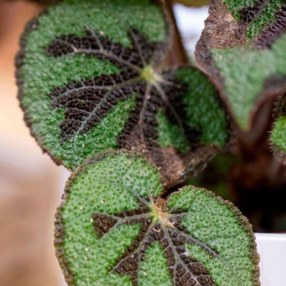 Detalle del dibujo en cruz de las hojas de la Begonia Masoniana