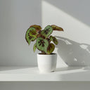 Begonia Masoniana