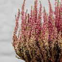 Brezo o Erica Gracilis - La Plantisserie