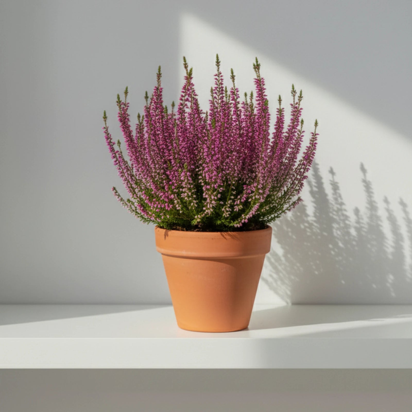 Brezo o Erica Gracilis