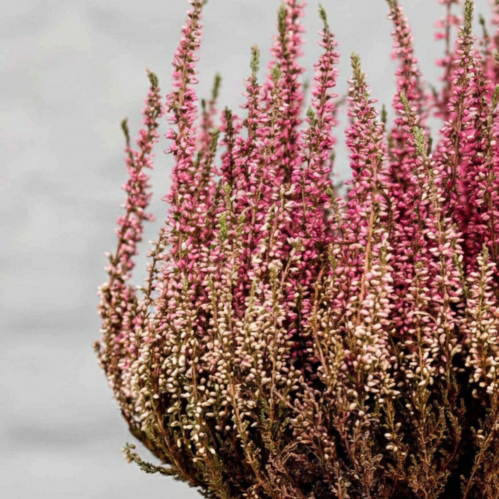 Brezo o Erica Gracilis