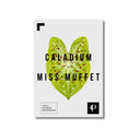 Lámina botánica de Caladium Miss Muffet (serie Leaf), impresión en papel mate 200g · La Plantisserie