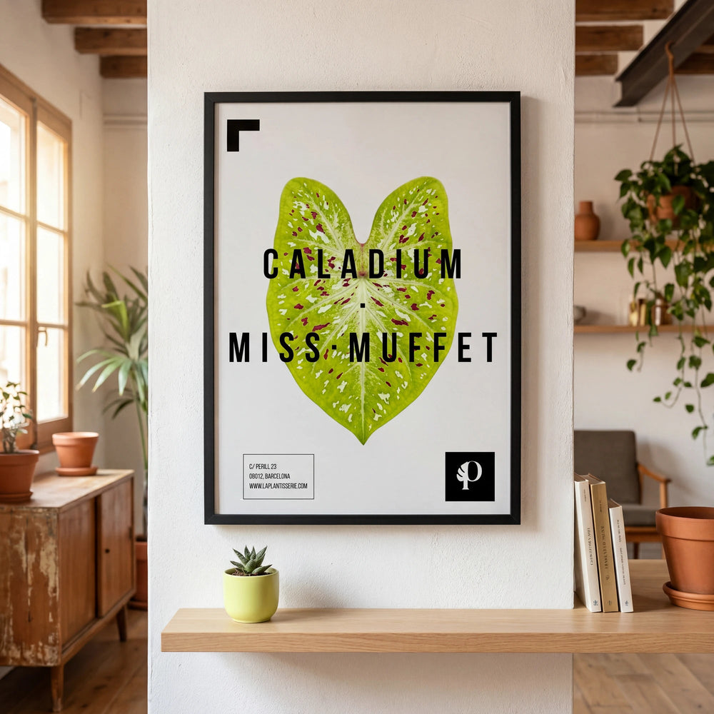 Caladium Miss Muffet | Leaf - La Plantisserie
