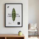 Lámina de Calathea Lancifolia enmarcada en negro sobre una balda de madera junto a una silla