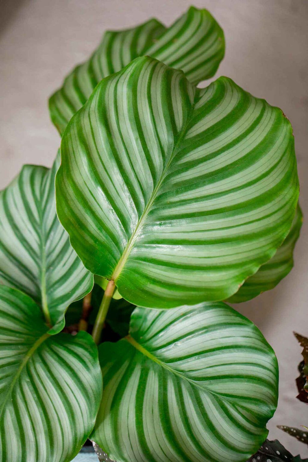 Calathea Orbifolia - La Plantisserie