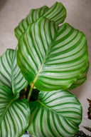 Calathea Orbifolia - La Plantisserie